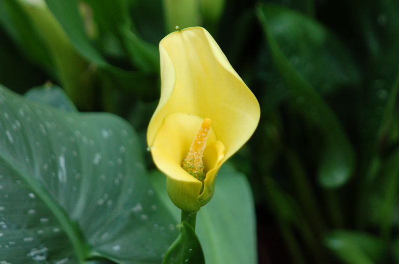 Zantedeschia aethiopica