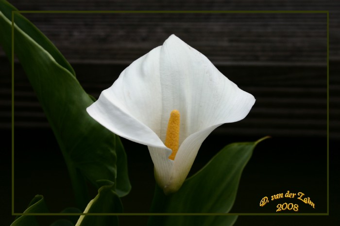 Zantedeschia