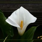 Zantedeschia