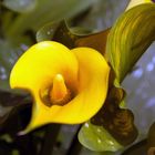 Zantedeschia Cala