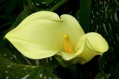 Zantedeschia (Calla)