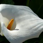 zantedeschia