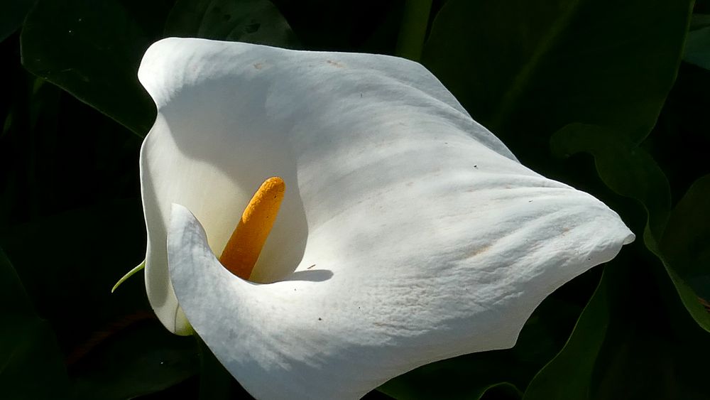 zantedeschia