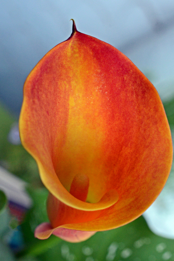 Zantedeschia orange