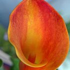 Zantedeschia orange