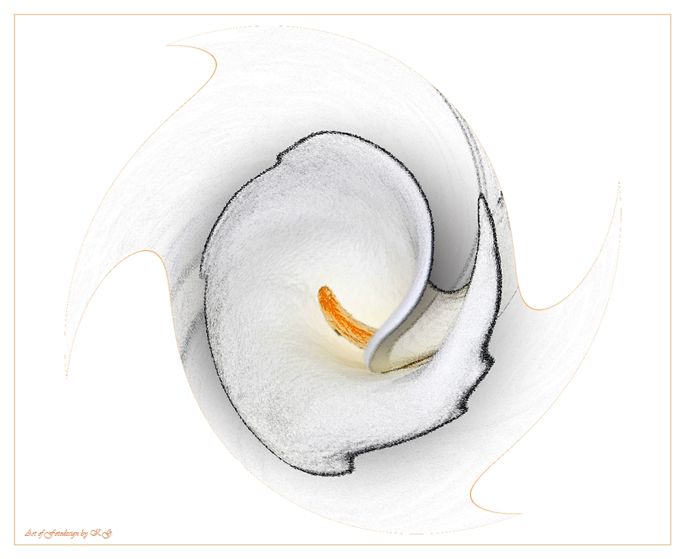 Zantedeschia "White" (Calla)