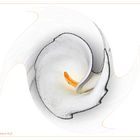 Zantedeschia "White" (Calla)