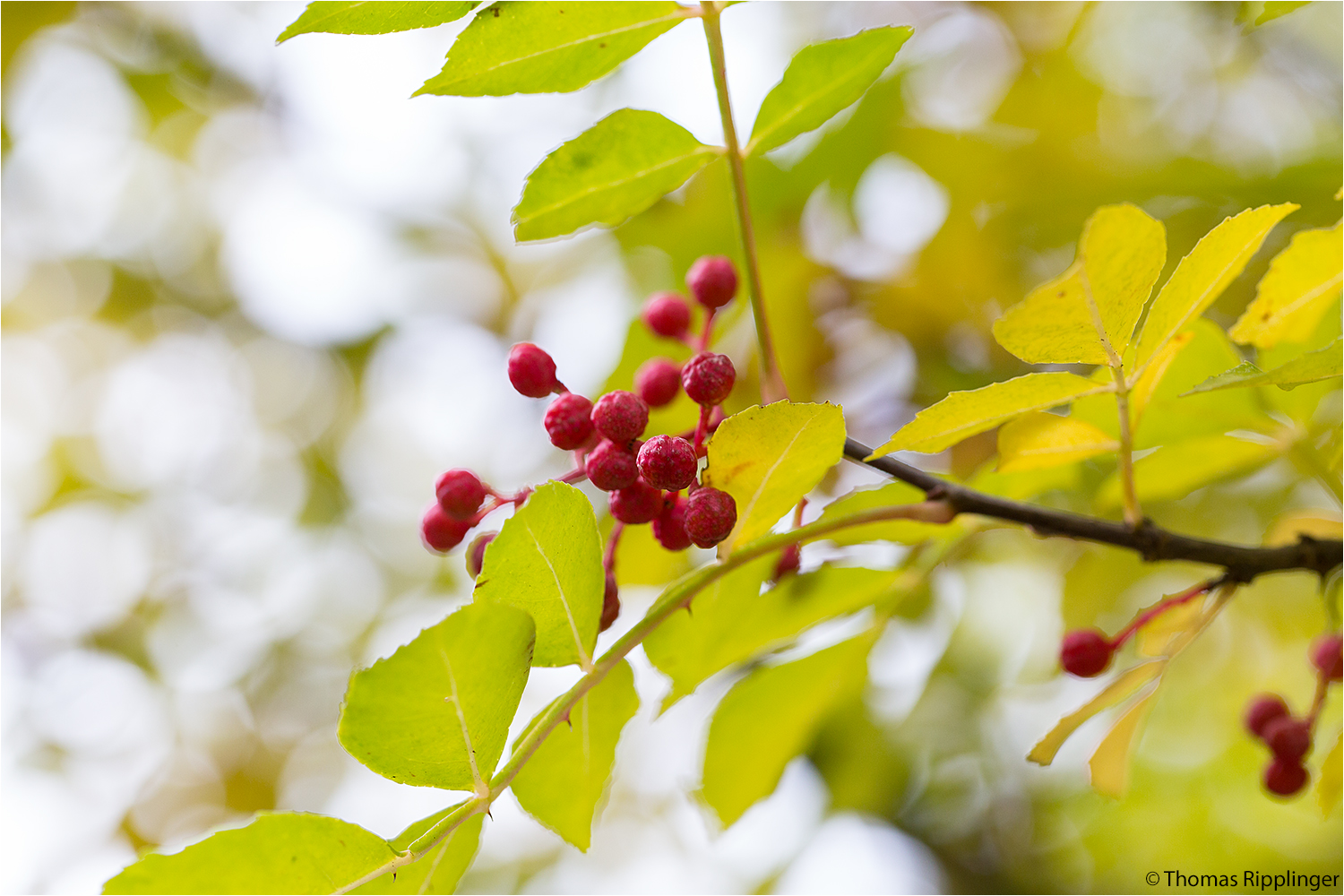 Zanthoxylum simulans