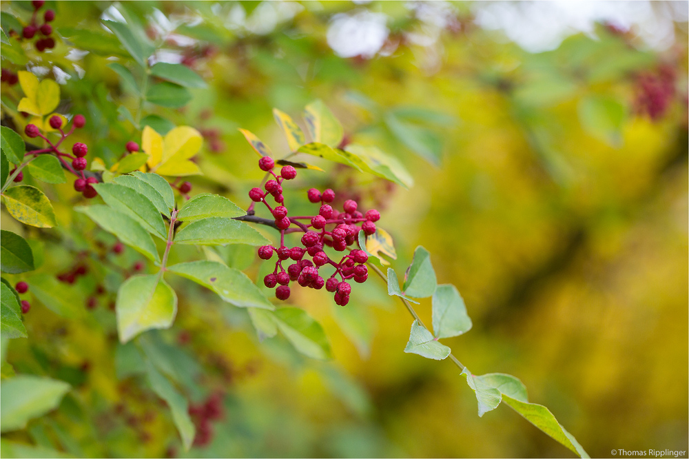 Zanthoxylum simulans ...