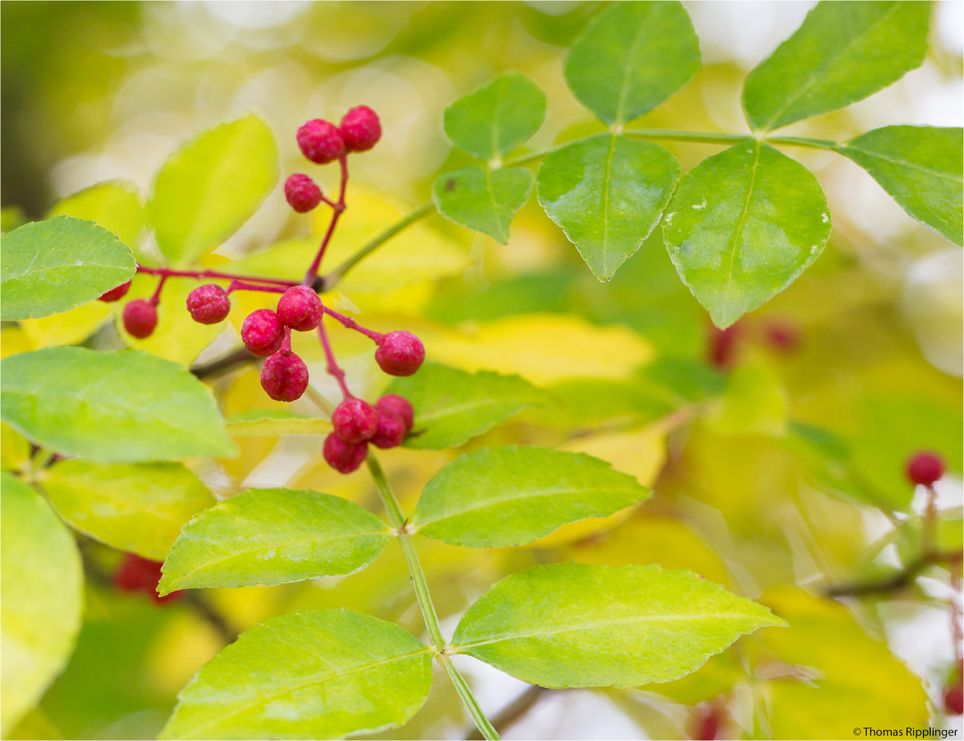 Zanthoxylum simulans .