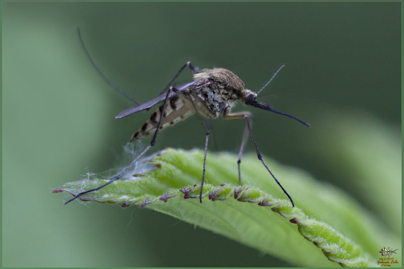 Zanzara tigre egiziana – Aedes aegyptis Linnaeus, 1762