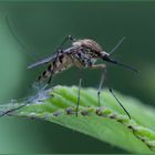 Zanzara tigre egiziana – Aedes aegyptis Linnaeus, 1762