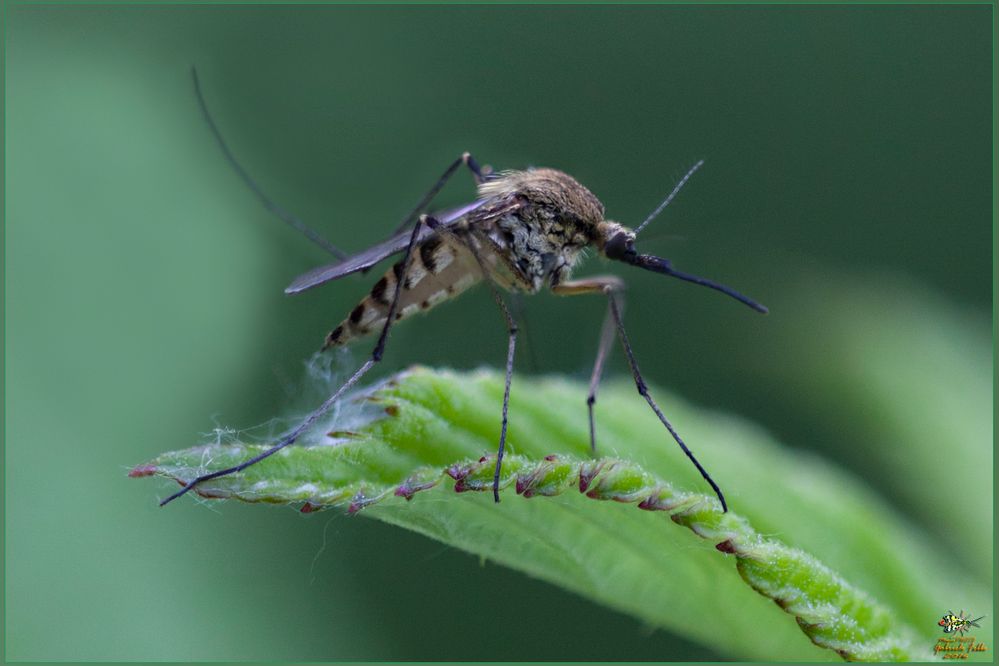 Zanzara tigre egiziana – Aedes aegyptis Linnaeus, 1762