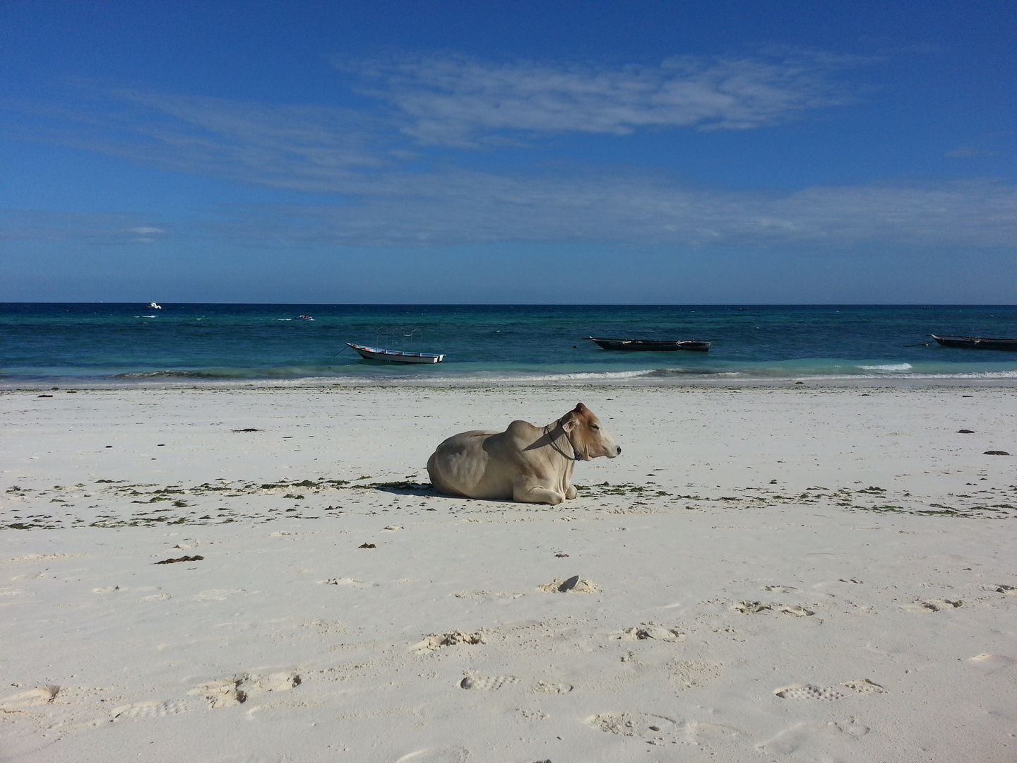 Zanzibar, Nungwi - die Kuh am Meer