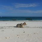 Zanzibar, Nungwi - die Kuh am Meer