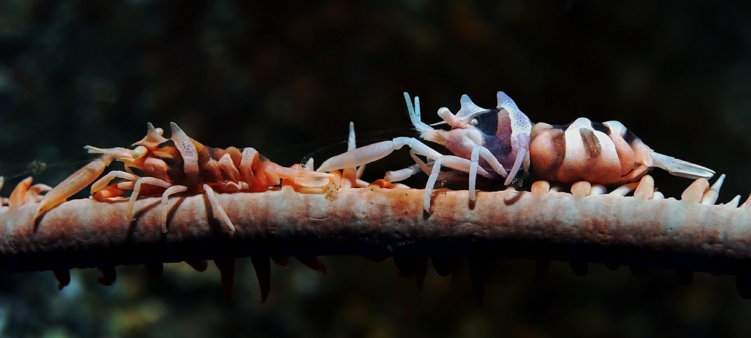 zanzibar shrimp on spiral coral