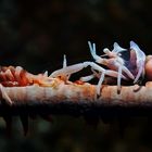 zanzibar shrimp on spiral coral