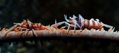 zanzibar shrimp on spiral coral