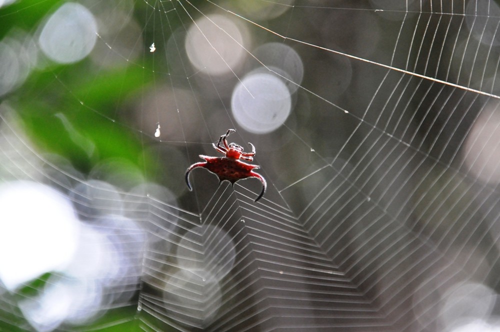 Zanzibar-Spider