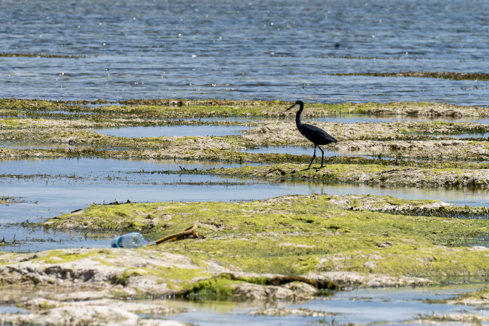 Zanzibar und Safari