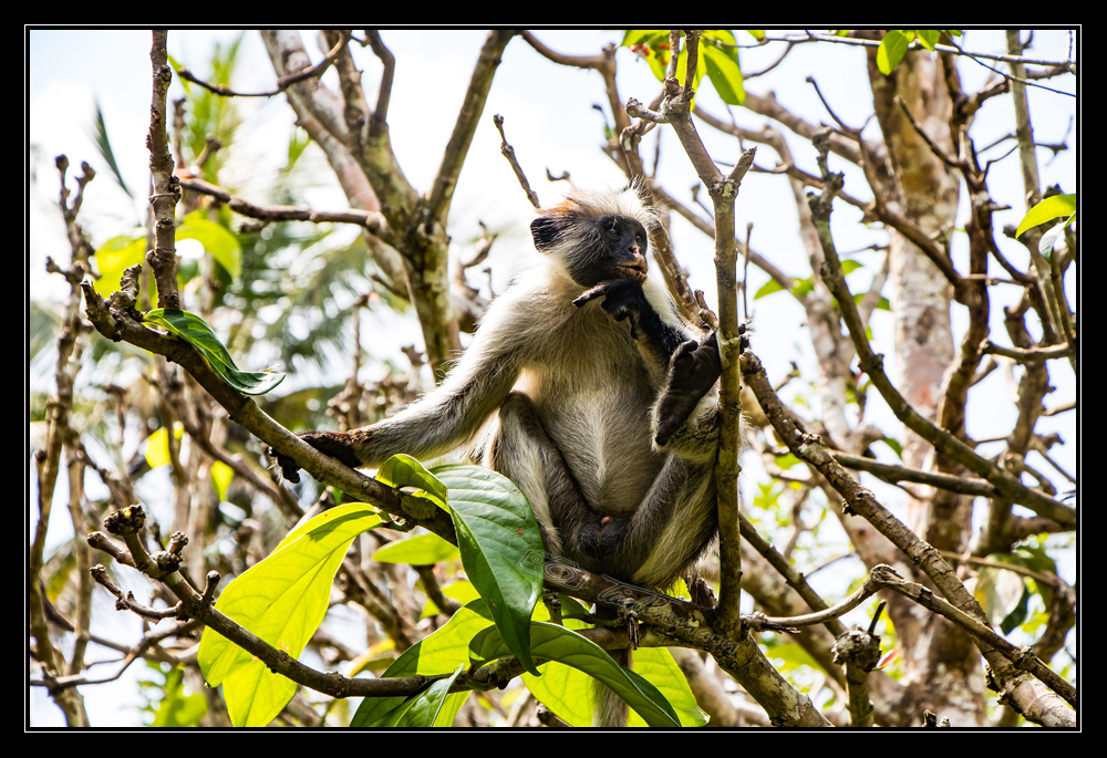 zanzibarian red colobus monkey