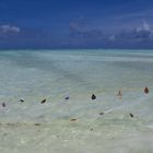 zanzibarino fisherman