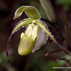 Zapatito - Orquidea