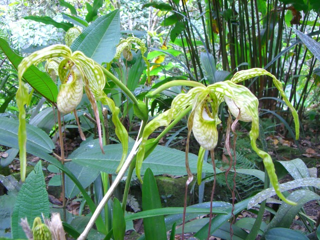 Zapatitos