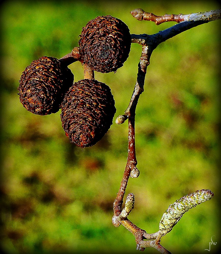 Zapfen Foto & Bild makro, bäume, natur Bilder auf