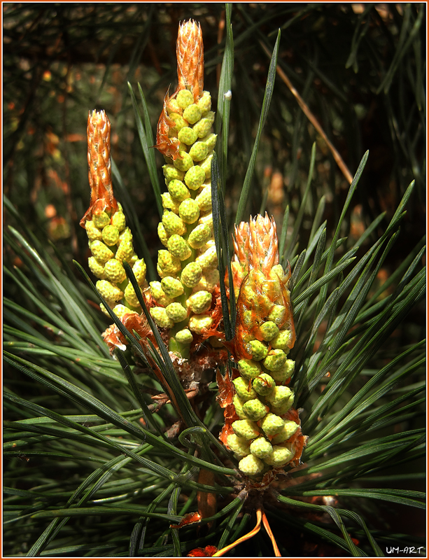 Zapfen am Kieferbaum.