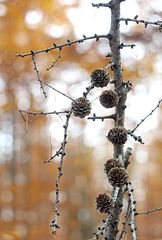 Zapfen im Herbstlicht