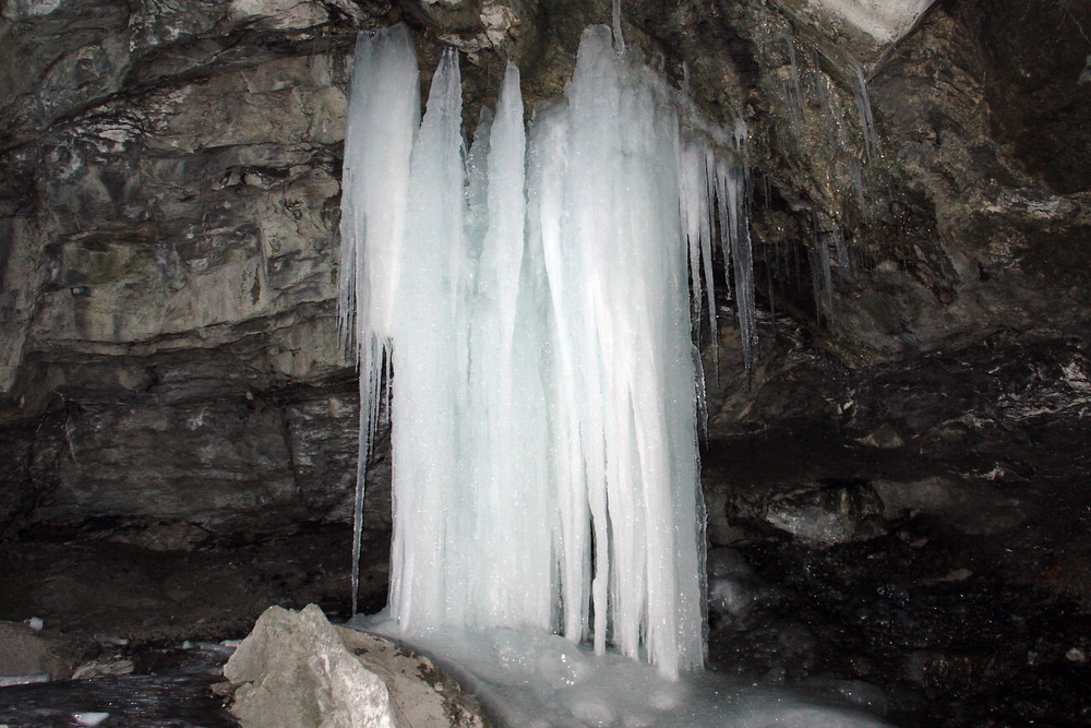 Zapfen in der Rappenloch Schlucht