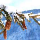 Zapfen mit Sahnehäubchen