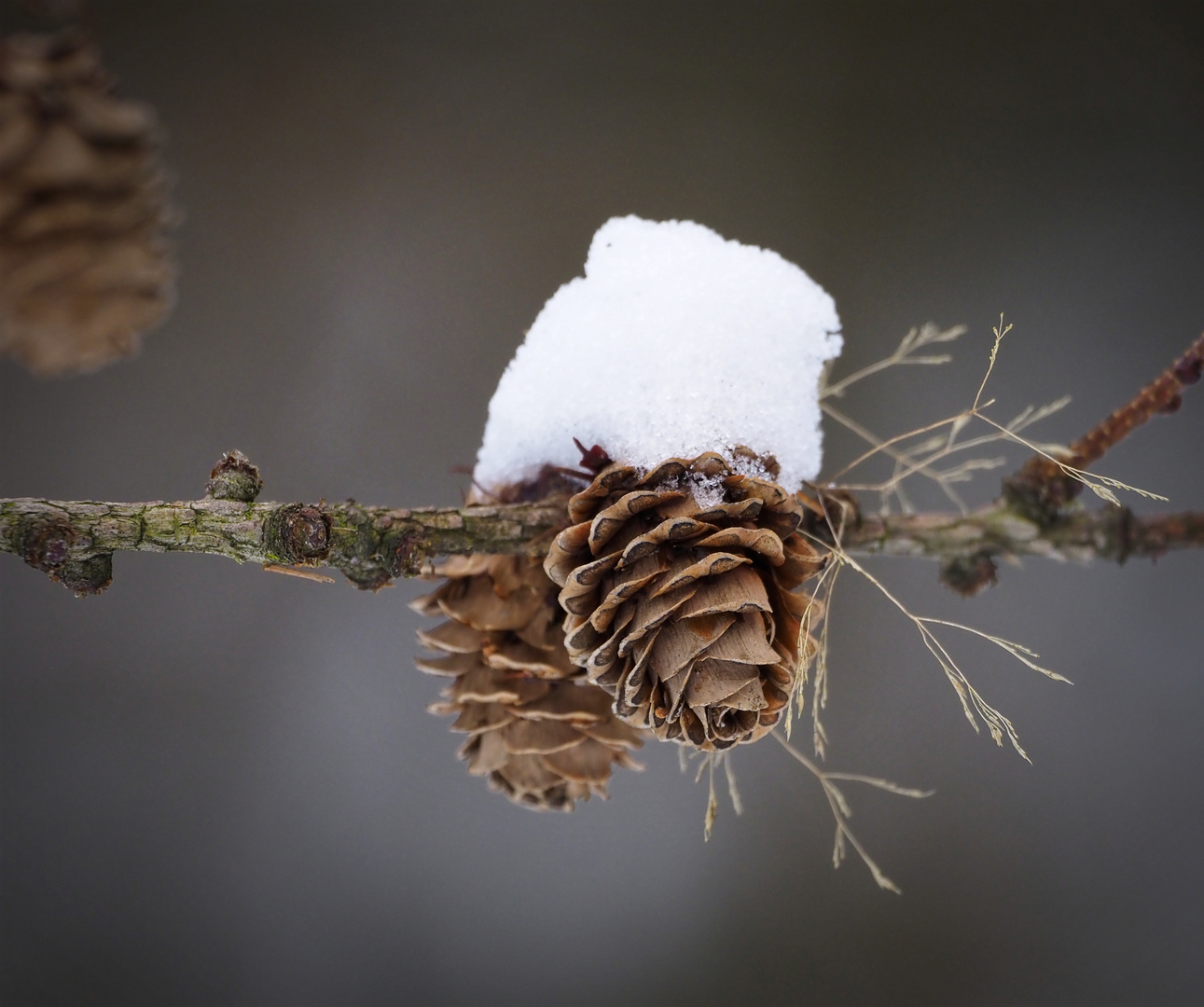 Zapfen mit Schnee