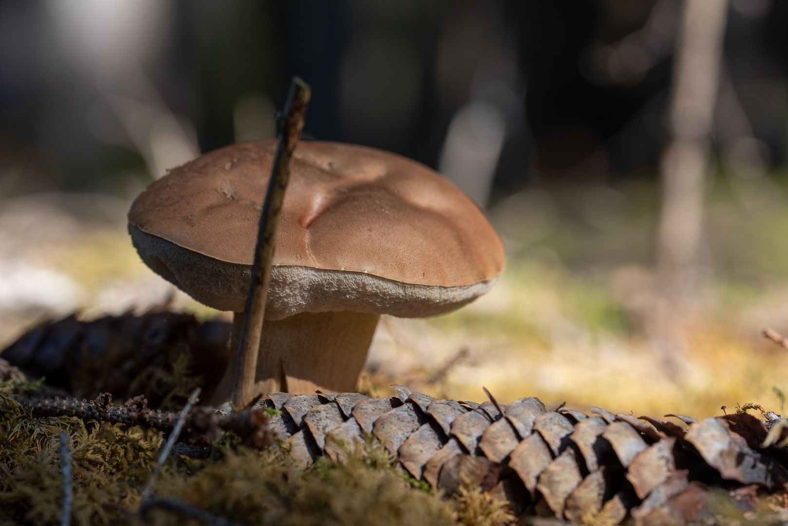 Zapfen und Pilz