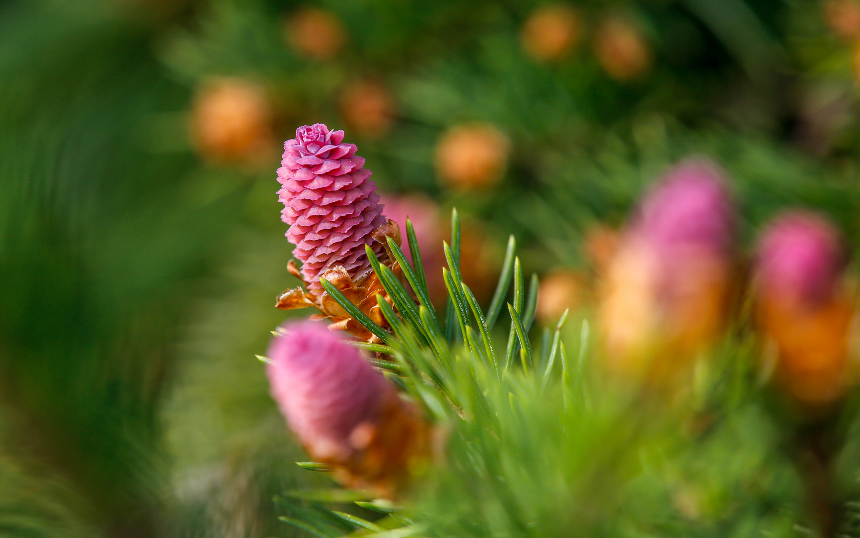 Zapfenfichte, Picea abies "Acrocona"