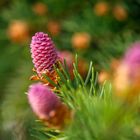 Zapfenfichte, Picea abies "Acrocona"