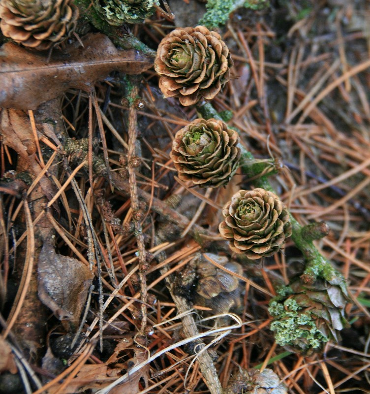 Zapfenrosen