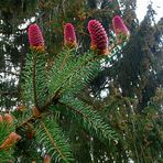 Zapfenschmuck am Tannenbaum im Garten