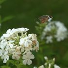 Zapfschlauch aufrollen