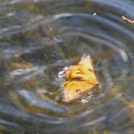 Zappelte wie verrückt im Wasser