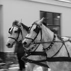 Zaprzeg konny / horse-cart