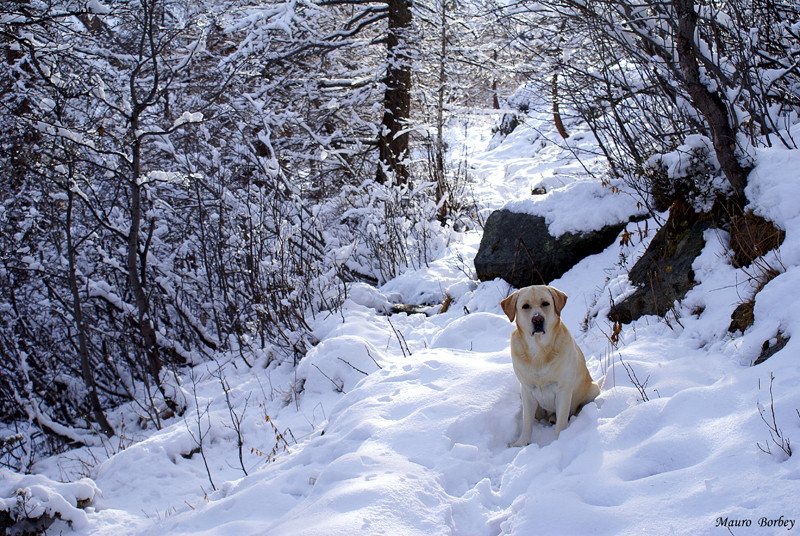 Zar e la prima neve