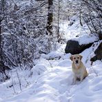 Zar e la prima neve