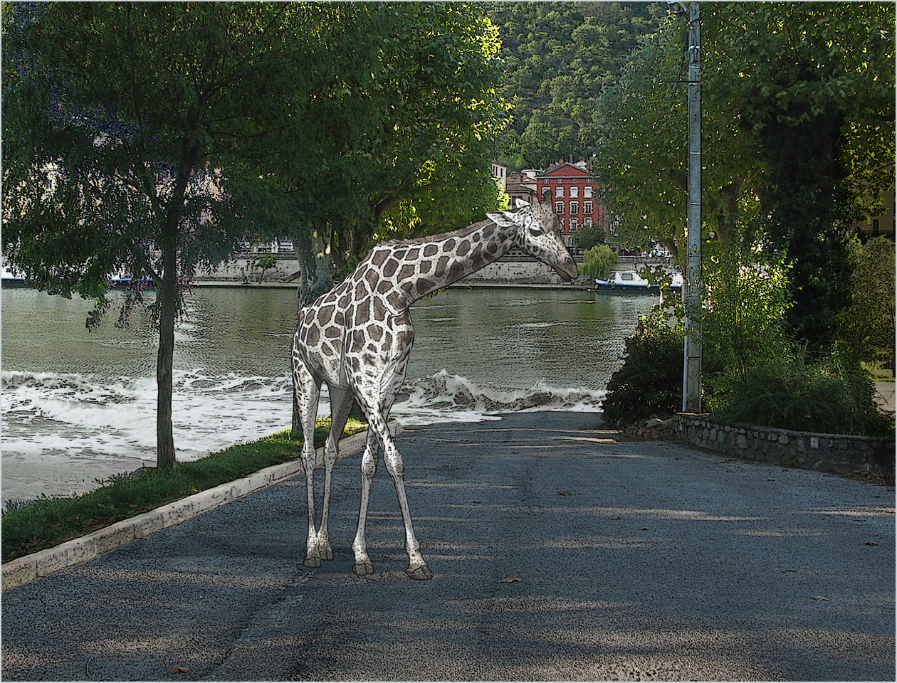 Zarafa sur le chemin du retour.