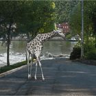 Zarafa sur le chemin du retour.