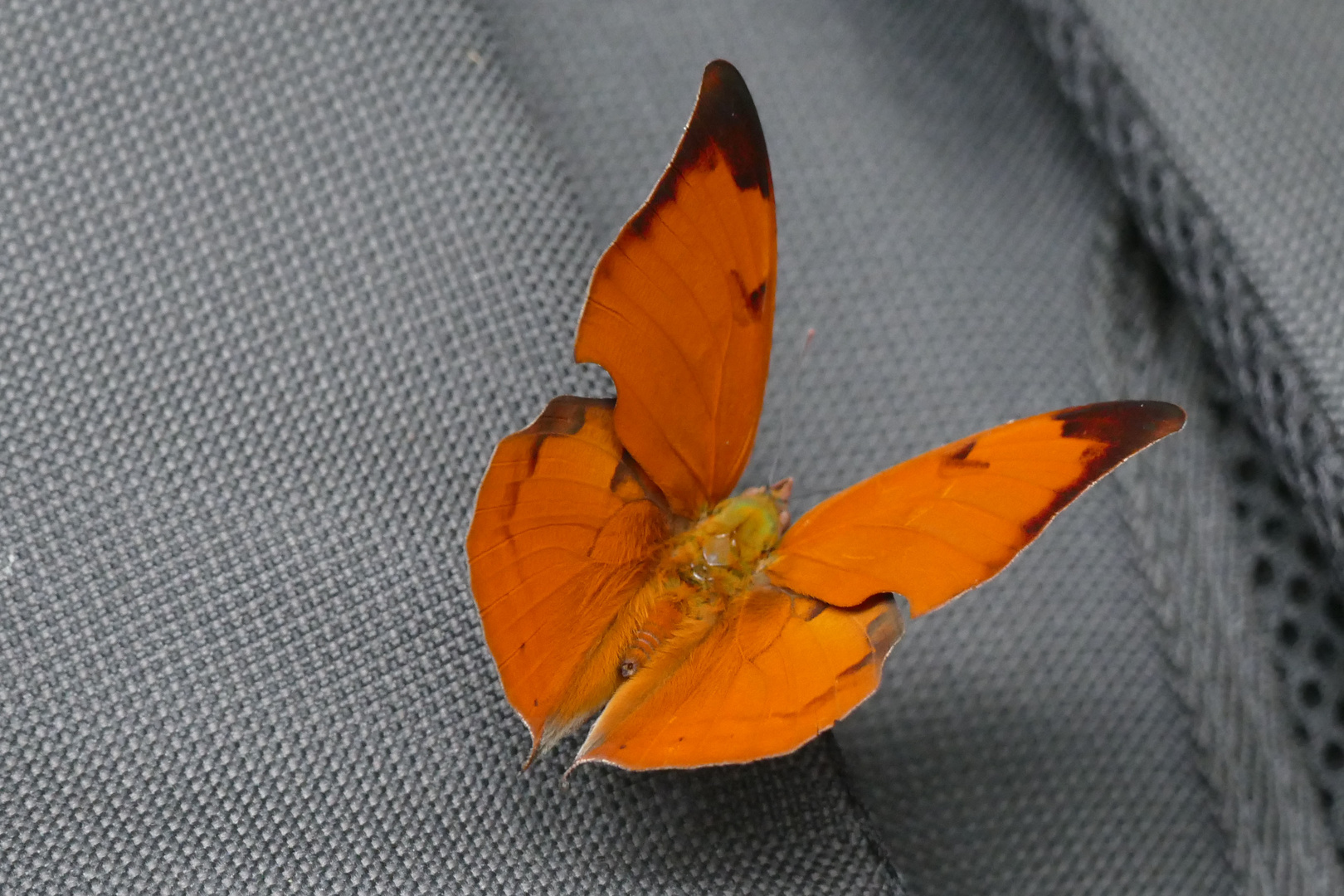 Zaretis isodora, ISODORA LEAFWING