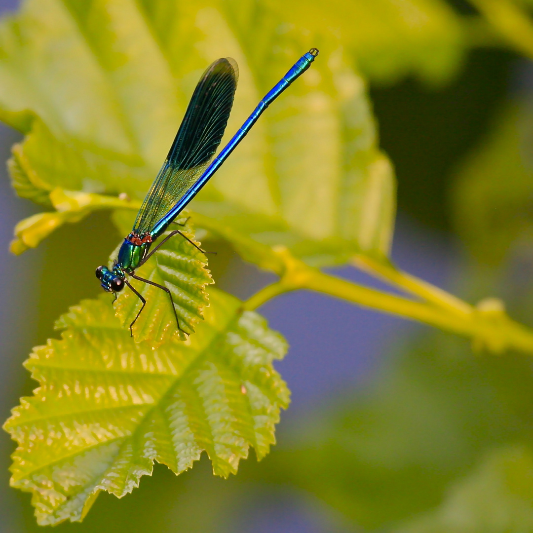 ZART Foto & Bild tiere, wildlife, libellen Bilder auf