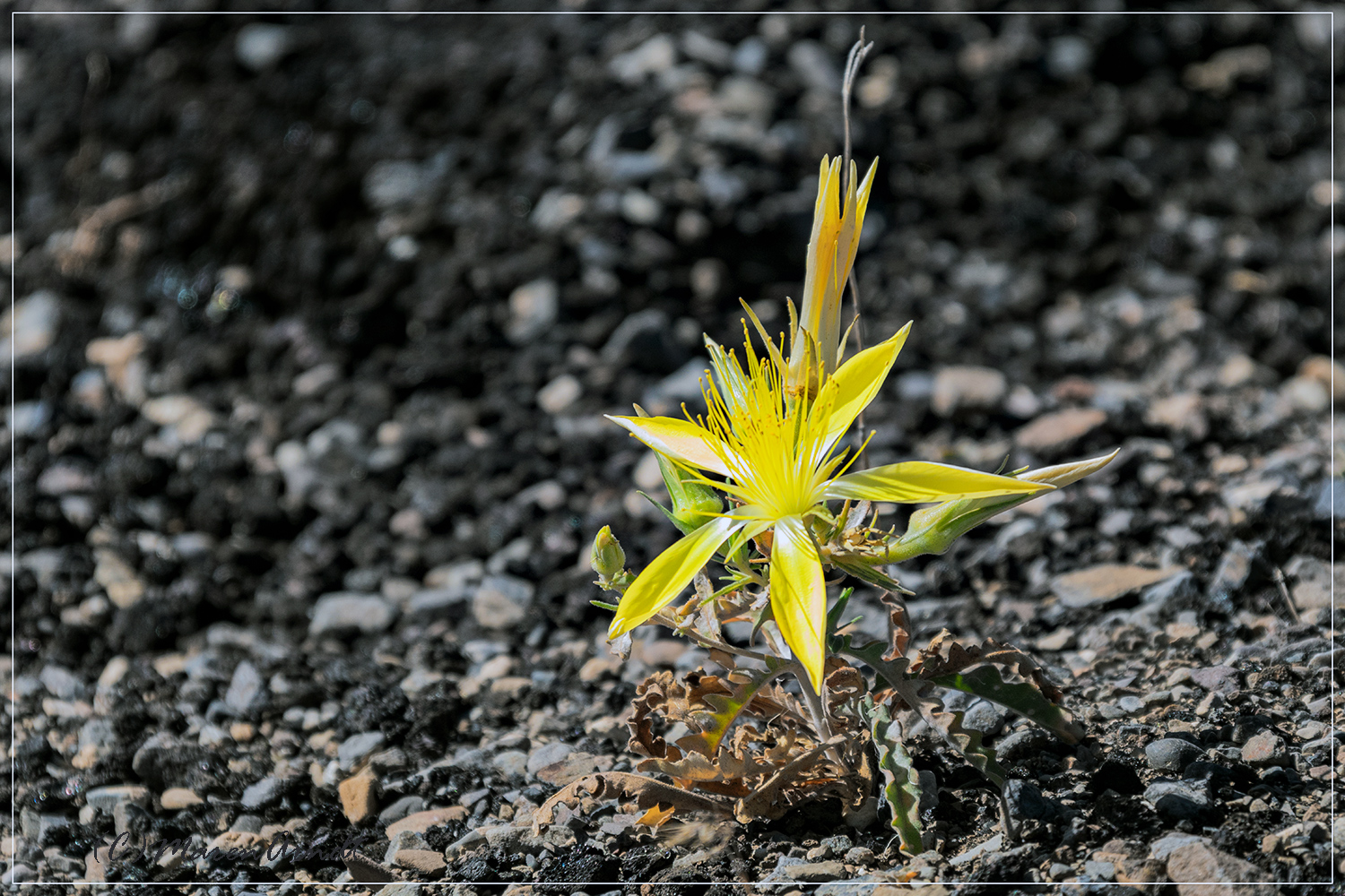 Zart auf schwarzer Lava