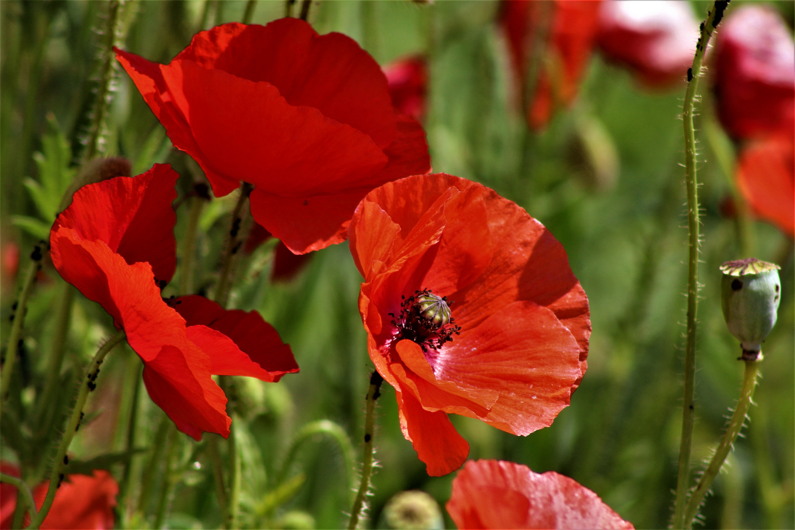 zart besaitet die Mohnblüte...(n)